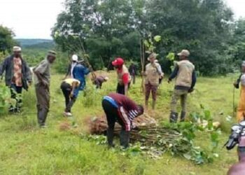 Guinée : Campagne de reboisement 2022 dans la sous préfecture de Maci