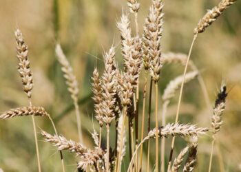 Céréales ukrainiennes : Quels enjeux pour l’Afrique après une nouvelle crise ?