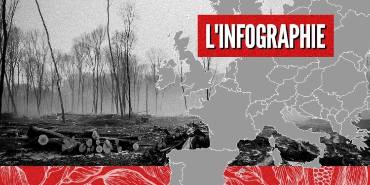 La lutte contre la déforestation va-t-elle pénaliser l’Afrique ?