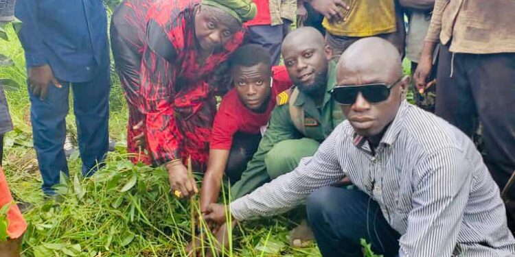 Boké : Des plantes misent à terre à Samaniya par la Fondation Hadja Kadiatou N’DIAYE…