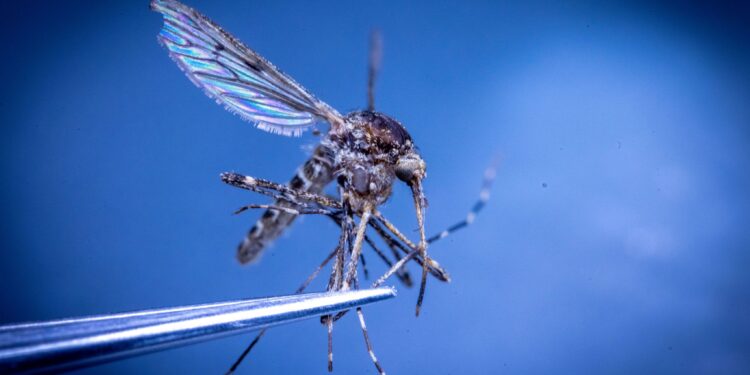 Santé : L’OMS déclare l’Égypte un pays exempt de paludisme