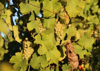 Le président sud-africain promulgue la loi sur la santé des plantes