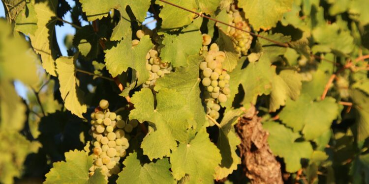 Le président sud-africain promulgue la loi sur la santé des plantes