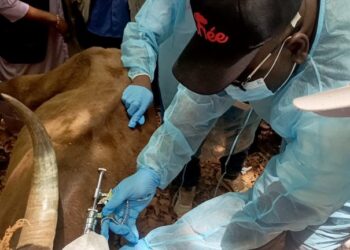 Guinée : Lancement de la campagne de vaccination contre le charbon bactérien