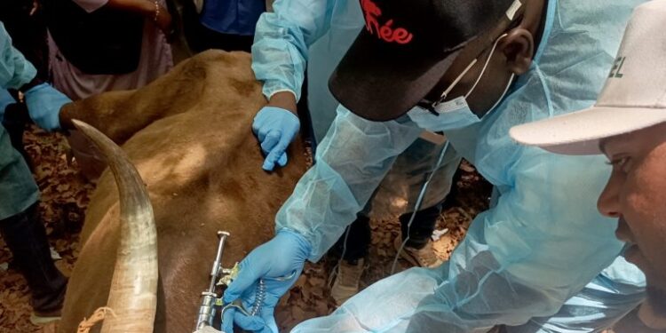 Guinée : Lancement de la campagne de vaccination contre le charbon bactérien