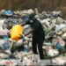 Guinée : Destruction de 2.733 cartons de cuisses de poulet impropres à la consommation