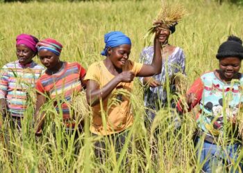 Lutte contre la malnutrition en Guinée : Le PAM officialise un nouveau projet d’assistance alimentaire