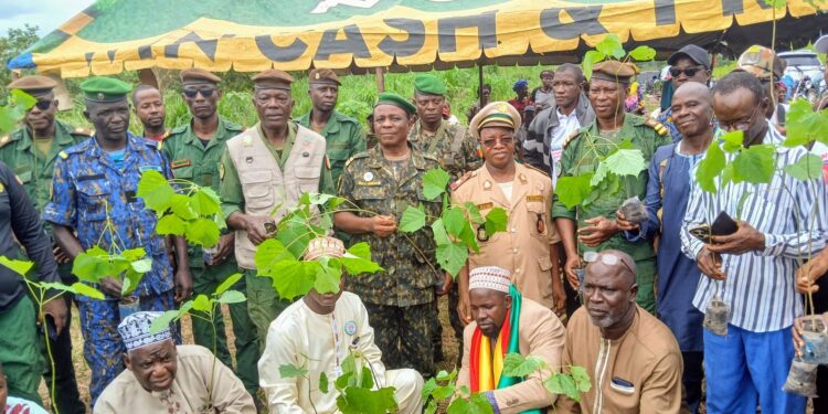 Guinée : Une campagne de reboisement ambitieuse lancée pour préserver l’environnement