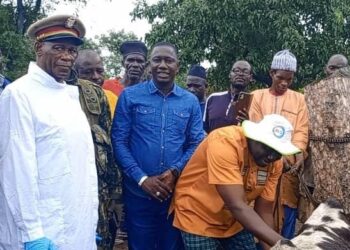 Guinée : Lancement d’une campagne de vaccination contre la péripneumonie bovine