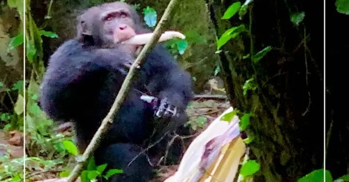 Guinée : Lancement imminent de la 4e édition de la saison touristique 2025 à Nzérékoré