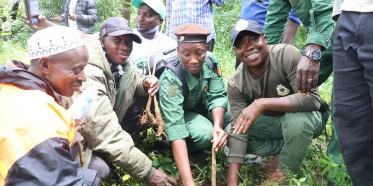 Guinée – Environnement : Plus de 2 000 plants reboisés à Berteya par les professionnels de la Filière Bois