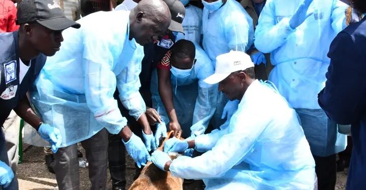 Conakry : Coup d’envoi de la campagne de vaccination contre la rage à Matoto