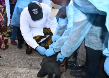 Conakry : Le ministre de l’Élevage lance la campagne de vaccination contre la rage