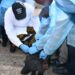 Conakry : Le ministre de l’Élevage lance la campagne de vaccination contre la rage