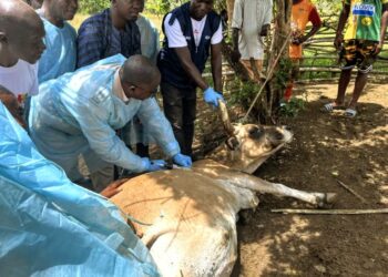 Guinée Forestière : Lola lance une campagne de riposte contre la PPCB