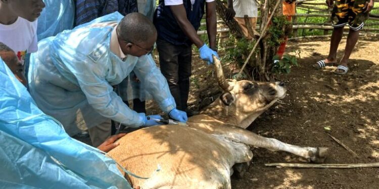 Guinée Forestière : Lola lance une campagne de riposte contre la PPCB