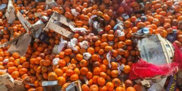 Santé publique : 34 tonnes de mandarines avariées détruites en Guinée