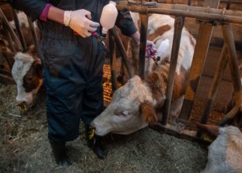 Maladie animale : Partenariat pour lutter contre la fièvre aphteuse