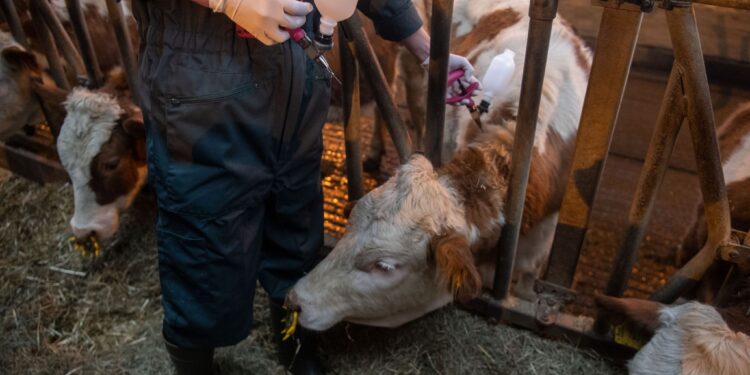 Maladie animale : Partenariat pour lutter contre la fièvre aphteuse