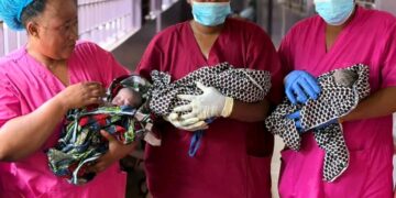 🇬🇳Naissance de triplées à Kankan : la maternité confirme son expertise